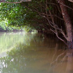 Kayaking under the Mangrove canopy, Higashi.