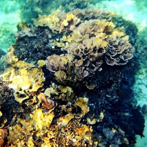 Coral from the kayak in Higashi, Okinawa.